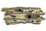 Mammoth Molar Slice With Case - South Carolina #349995-1